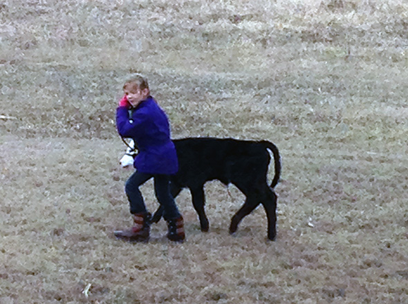 Calf and Girl